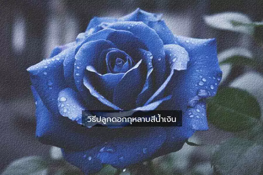 วิธีปลูกดอกกุหลาบสีน้ำเงิน